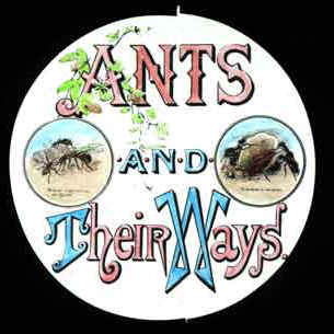 slide set - ants and their ways