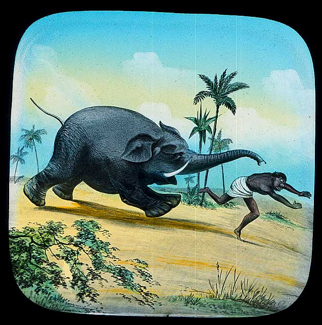 The Elephants Revenge