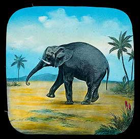 Elephants Revenge Slide