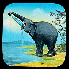 Elephants Revenge Slide