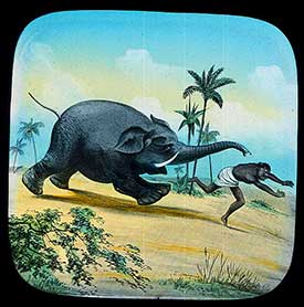 Elephants Revenge Slide