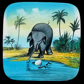 Elephants Revenge Slide