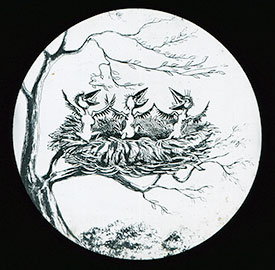 ravens nest